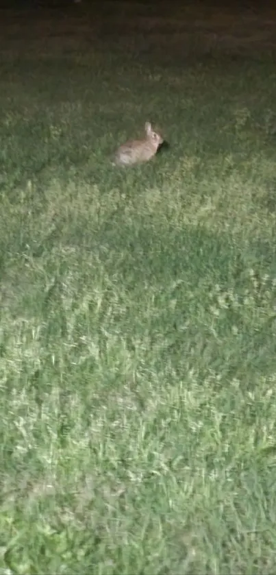 Phone wallpaper featuring a rabbit in a grassy field at night.