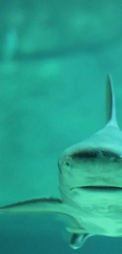 A serene shark glides through turquoise ocean waters in this mobile wallpaper.