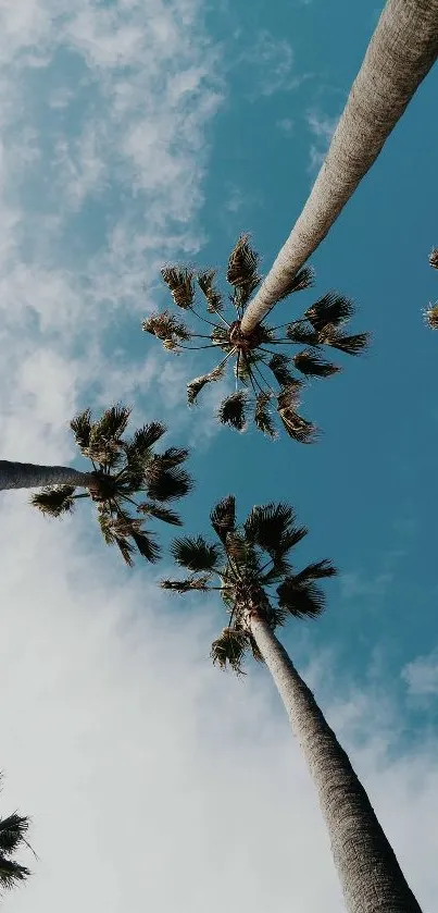 Palm trees reaching towards a blue sky with soft clouds.