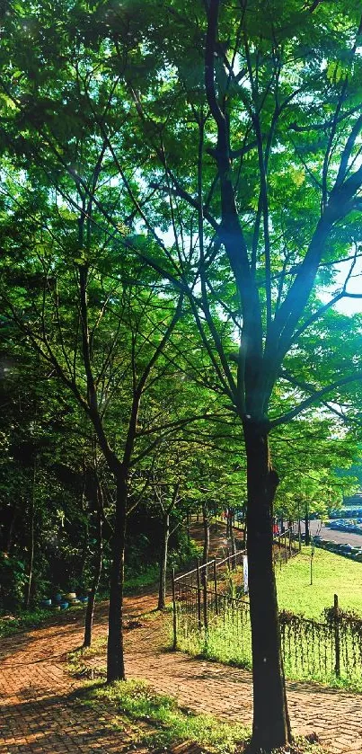 Scenic park pathway under lush green trees.