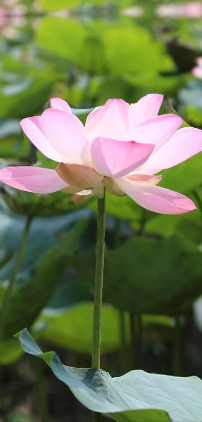 Close-up of a beautiful pink lotus flower against a green leafy background.