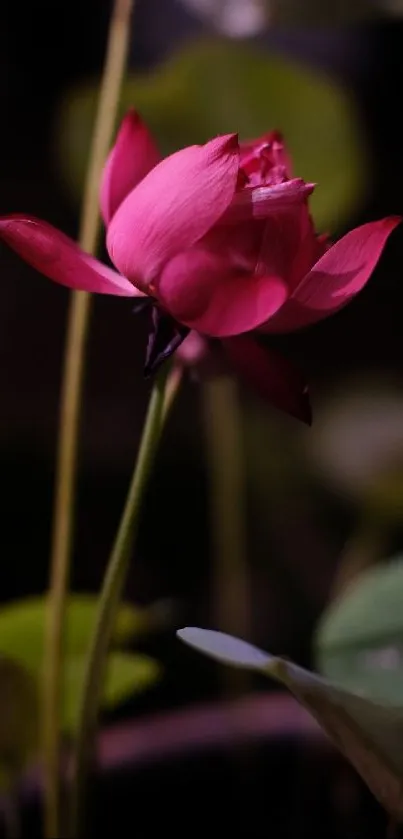 Pink lotus bloom with serene green leaves on a blurred background.