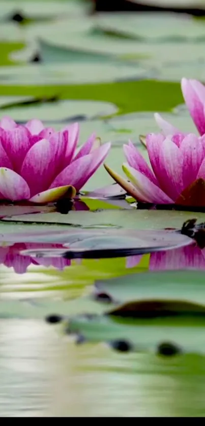 Two blooming pink lotus flowers on green lily pads.