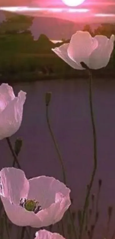 Pink sunset with white flowers by a calm lake.