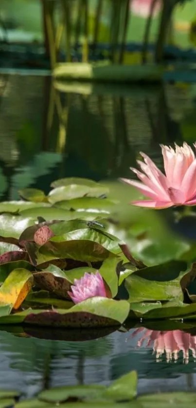 Pink water lilies on lily pads in a serene pond reflection.