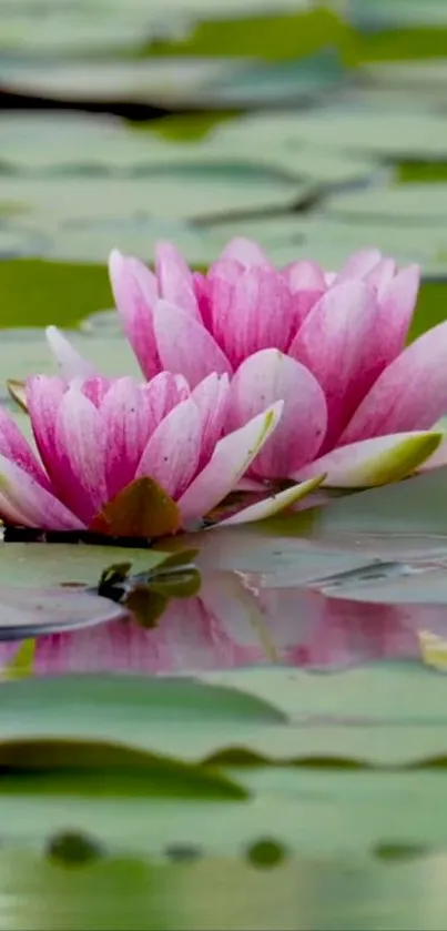 Pink water lilies float on a peaceful green pond.