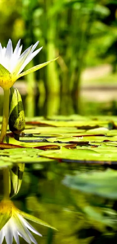 Serene pond with white water lily and lush green reflection.