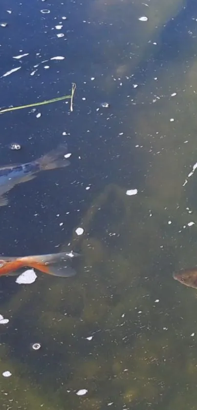 Colorful koi and goldfish swimming in a serene pond setting.