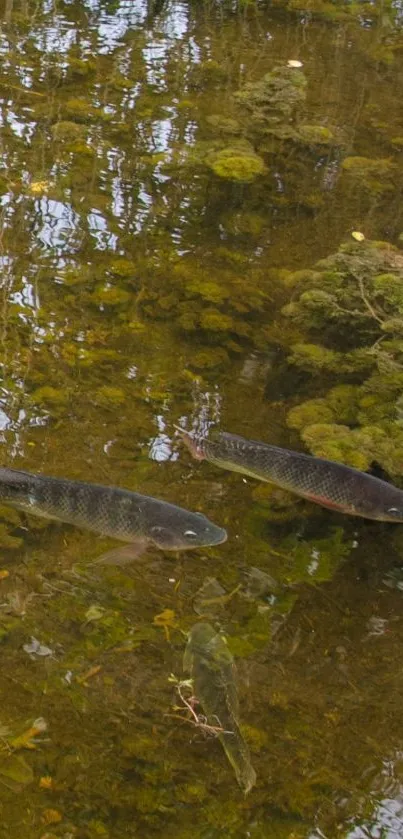 Fish swimming in a tranquil pond with reflected trees in the water.