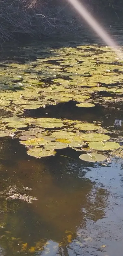 Tranquil pond with lily pads and sunlight reflection.