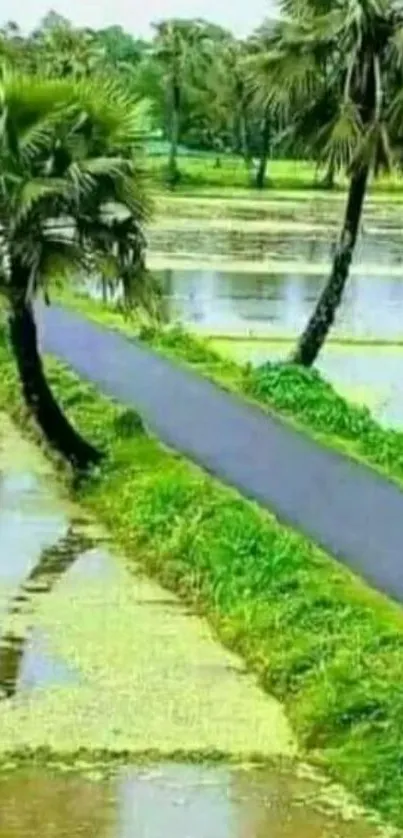 Serene pondside path with palm trees and lush greenery.