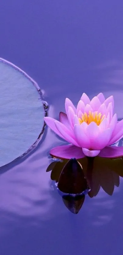 Purple lotus bloom on serene water, elegant mobile wallpaper.