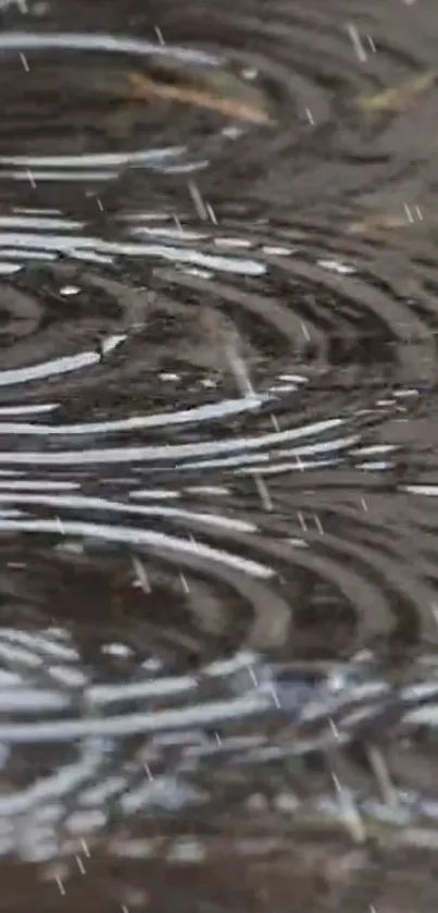 Rain ripples creating a tranquil design on a gray background.