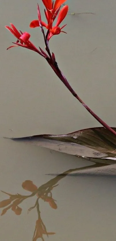 Red flower with reflection on calm, taupe water surface.