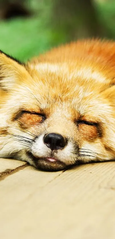 Red fox sleeping on wooden planks amidst green forest backdrop.