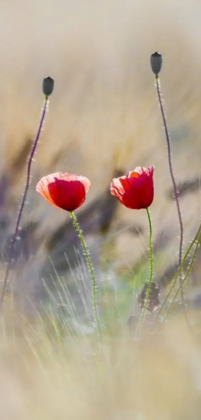 Red poppy flowers with a soft-focus meadow background.