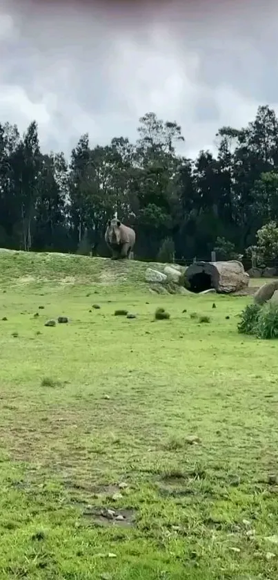 Tranquil rhino standing in lush green landscape with trees in background.