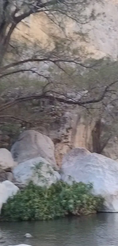 Serene river scene with rocks and trees in nature.