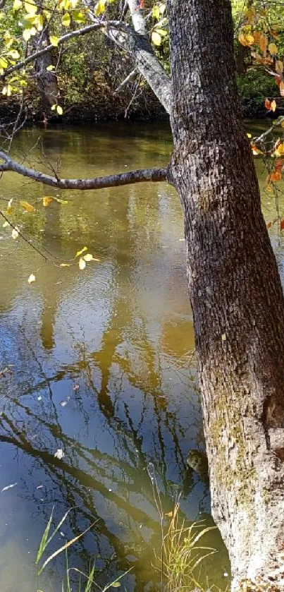 Peaceful autumn river with a tree reflecting on the calm water.