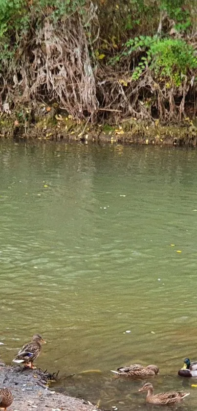 Ducks peacefully wading in a green river, surrounded by lush greenery.