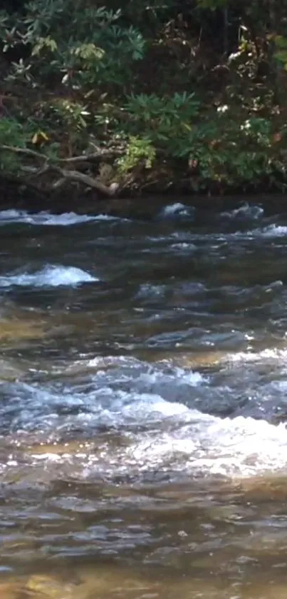 Serene river flowing through lush green forest wallpaper.