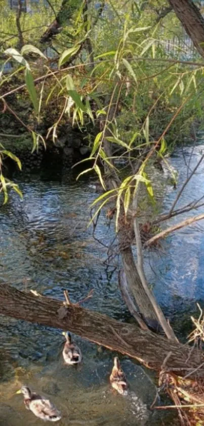 Peaceful river setting with ducks and lush willow branches.