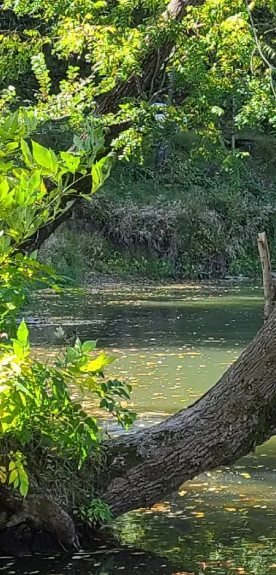 Serene river with lush green trees in a tranquil setting.