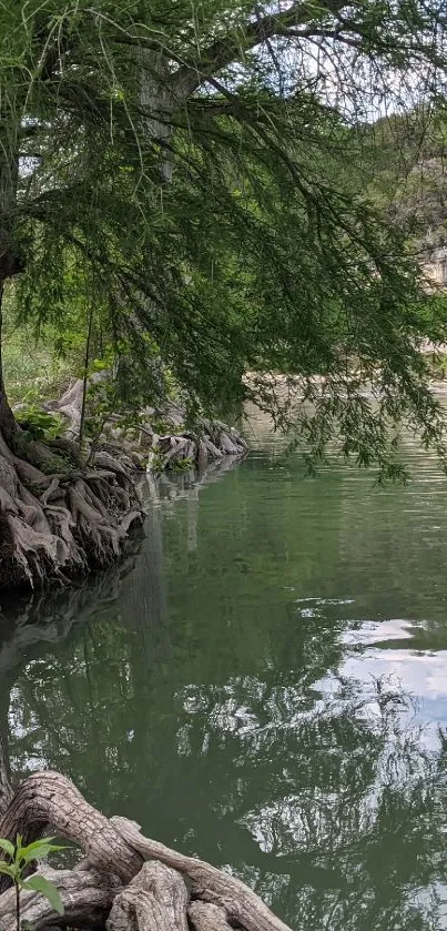 Riverside scene with tree roots and calm water reflecting greenery.