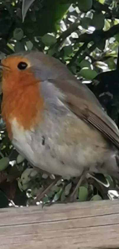 Robin perched on a rustic wooden fence with lush green foliage in the background.