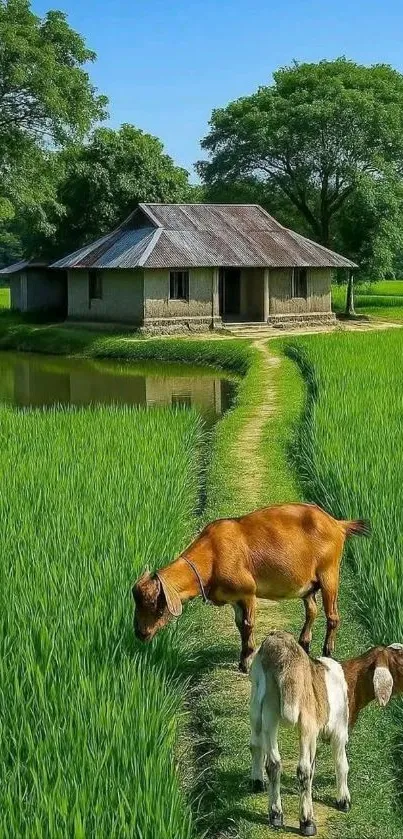 Green field with goats and a rustic house