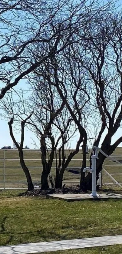 Countryside scene with bare trees under clear blue sky.