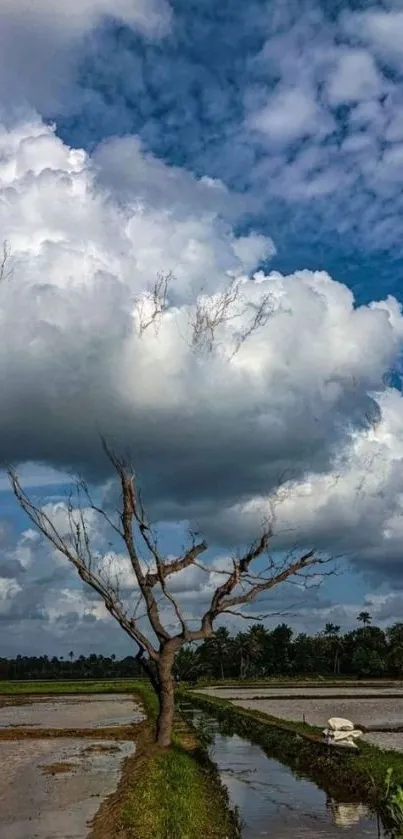 Tranquil tree in a rural landscape under dramatic clouds.