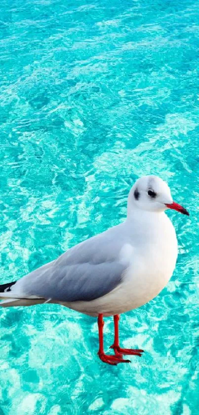 Seagull standing on turquoise water background wallpaper.