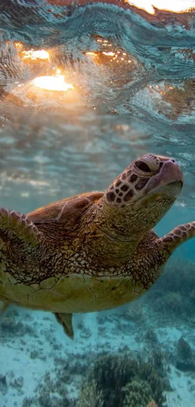 A sea turtle gracefully swims underwater in vibrant ocean scenery.