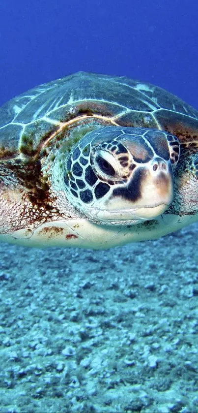 Serene sea turtle gliding through blue ocean waters.