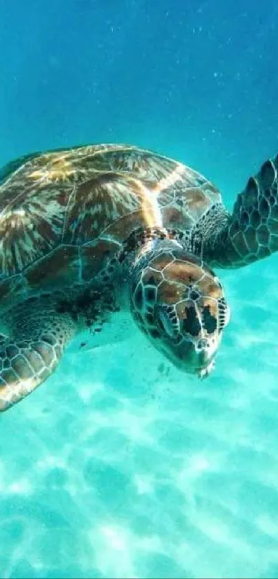 A sea turtle swimming in the clear blue ocean waters.