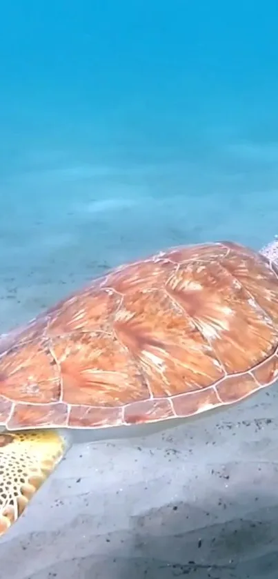 Underwater view of a sea turtle swimming gently over sandy ocean floor.