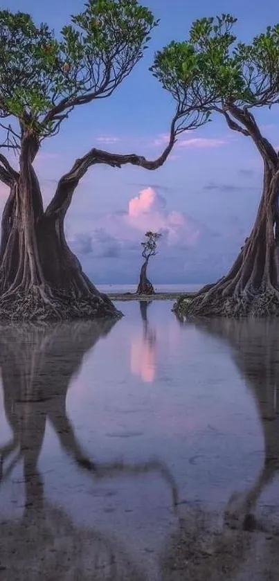 Mangrove trees reflecting in tranquil waters at dusk.