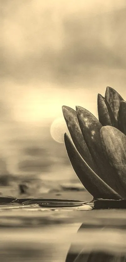 Sepia-toned lotus flower on tranquil water in mobile wallpaper.