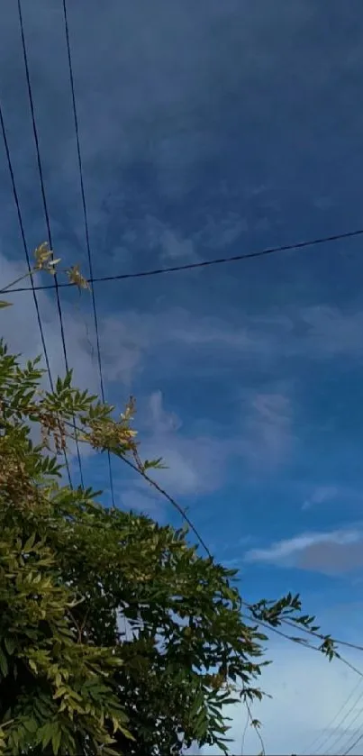 Blue sky with green foliage and overhead cables.