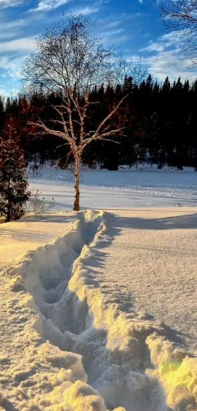 Serene snow path through forest under a vibrant blue sky.