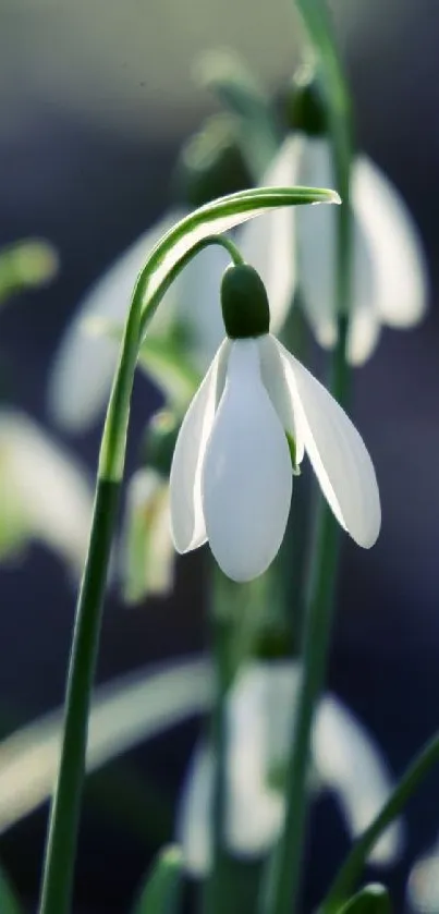 Close-up of white snowdrops with green stems in soft focus.