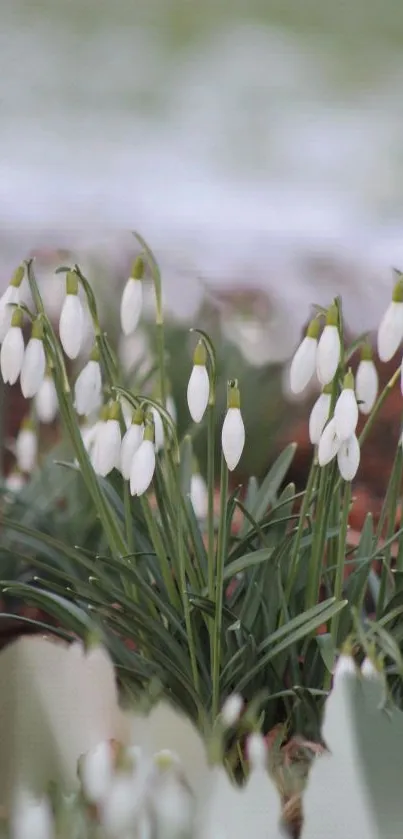 Snowdrops blooming amidst lush green leaves, capturing spring's essence.