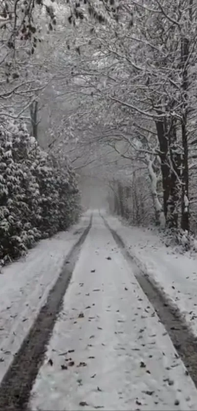 Snowy forest path in winter, serene and tranquil scene.