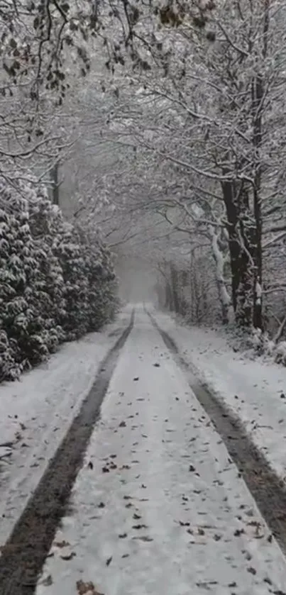 Tranquil snowy forest path with trees.
