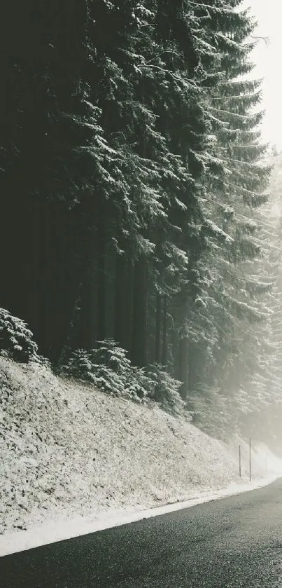 Snowy forest road with evergreen trees and misty ambiance.