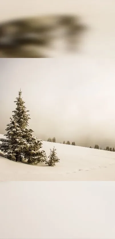 Snowy landscape with pine tree in a misty field, perfect for a tranquil phone wallpaper.