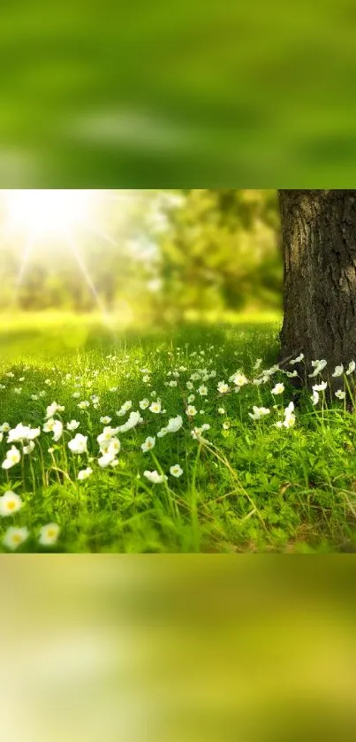 Sunlit green forest with white flowers and a tree trunk.