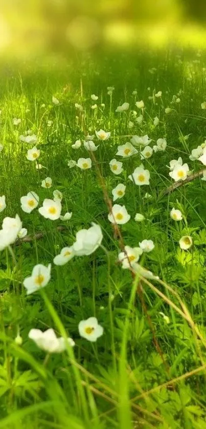 Spring meadow with white flowers and vibrant greenery.