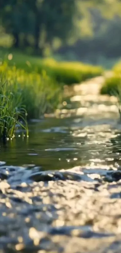 Tranquil stream with greenery and reflections in nature.